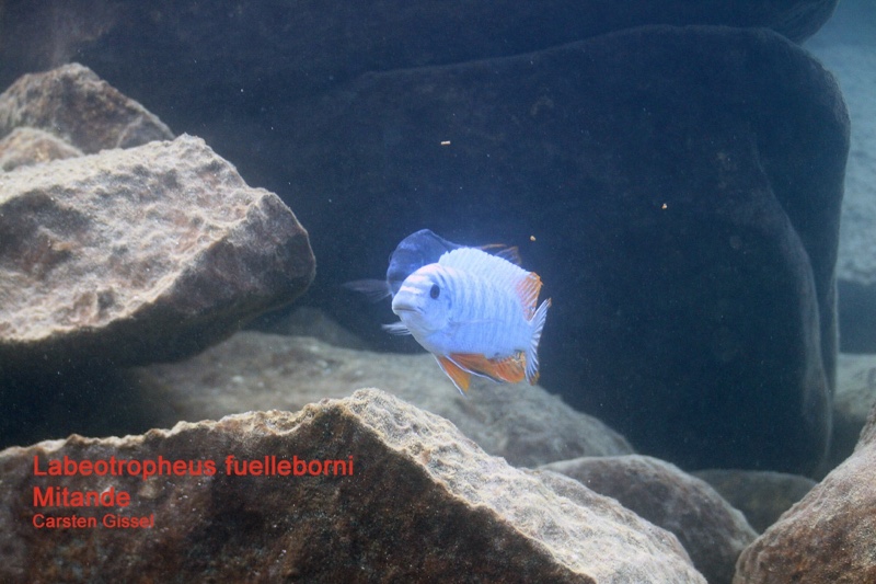Labeotropheus fuelleborni 'Mitande Reef (Rocks)'